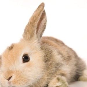 Meet your Posher, Beibei